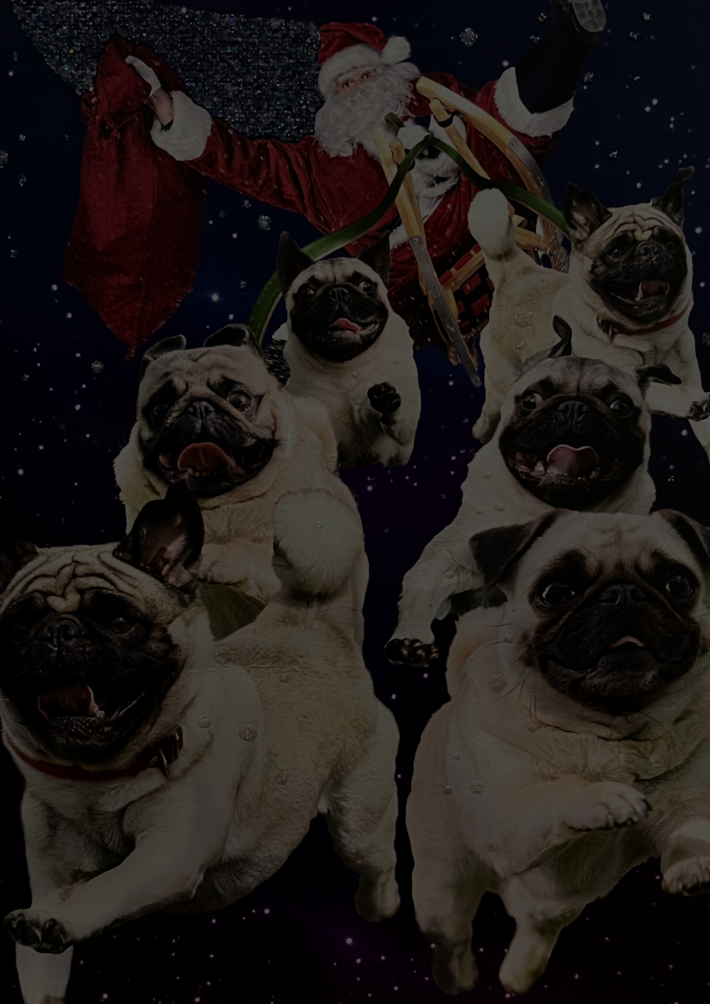 Help Our Furry Friends This Holiday Season!